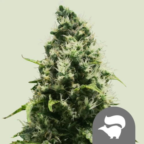 Royal Queen Seeds - Skunk XL regular