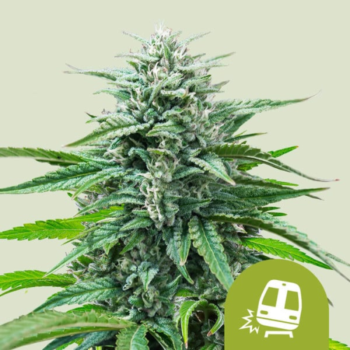 Royal Queen Seeds - Trainwreck Auto