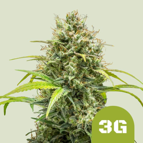 Royal Queen Seeds - Triple G Automatic