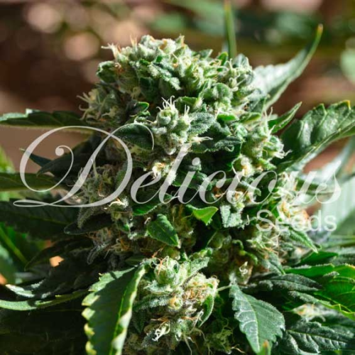 Delicious Seeds - Il Diavolo Auto