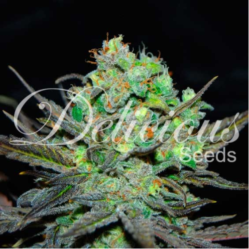 Delicious Seeds - Eleven Roses