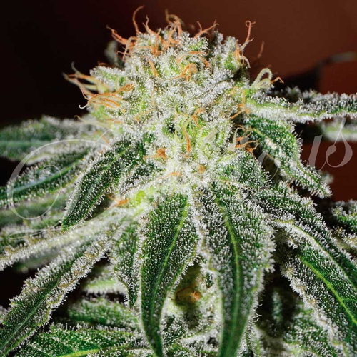 Delicious Seeds - Black Russian