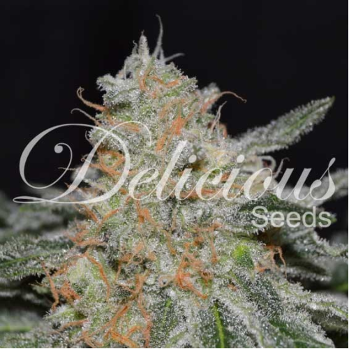 Delicious Seeds - Critical Neville Haze 2.0