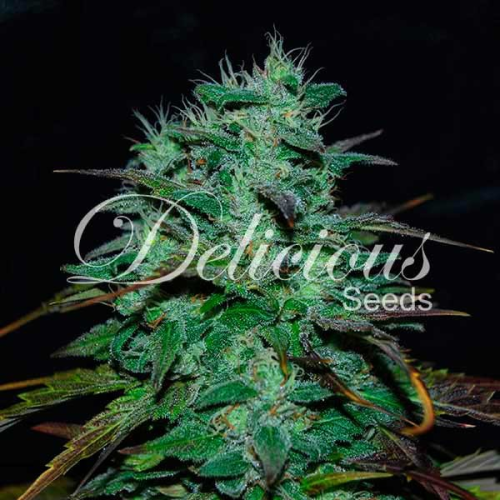 Delicious Seeds - Chocobang
