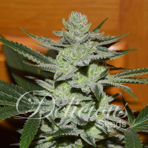 Delicious Seeds - Unknown Kush (Desconocida Kush)