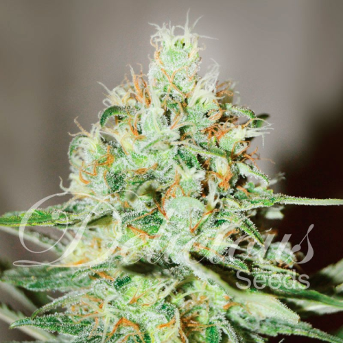 Delicious Seeds - Jägg Kush