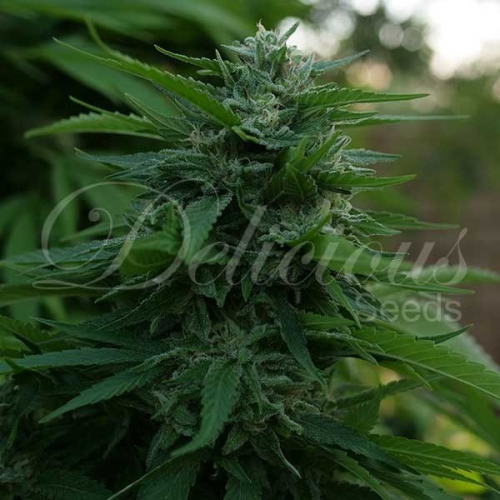 Delicious Seeds - Lord Kush