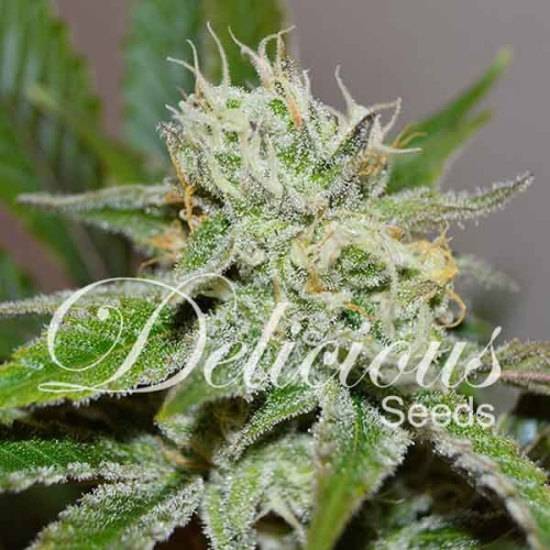 Delicious Seeds - Original Juan Herer