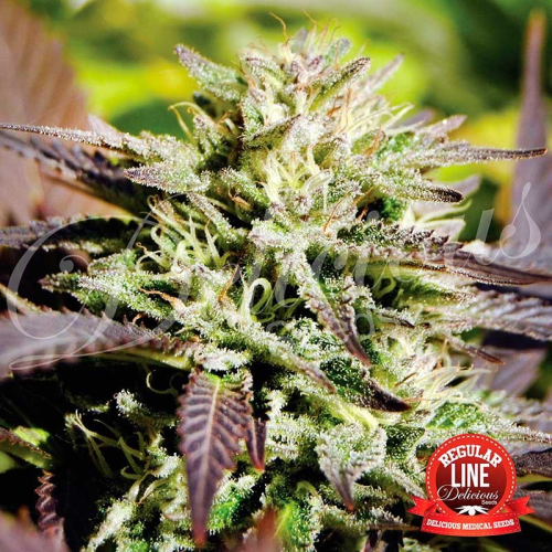 Delicious Seeds - Caramelo regular