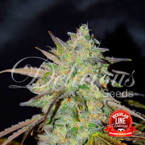 Delicious Seeds - Marmalate regular