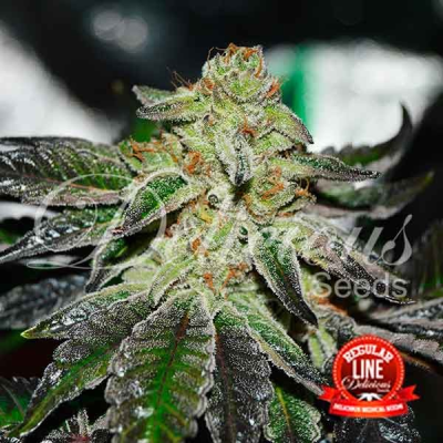 Delicious Seeds - Original Juan Herer regular