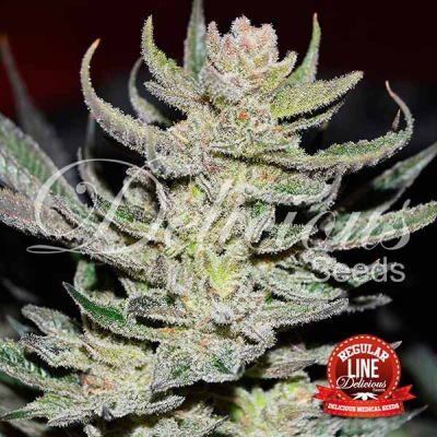 Delicious Seeds - Unknown Kush (Desconocida Kush) regular