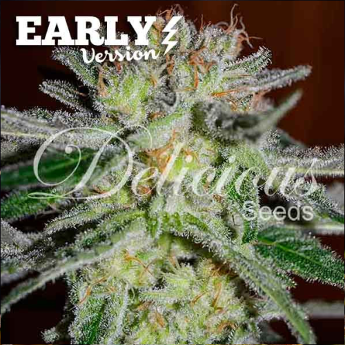 Delicious Seeds - Northern Light Blue Early Version