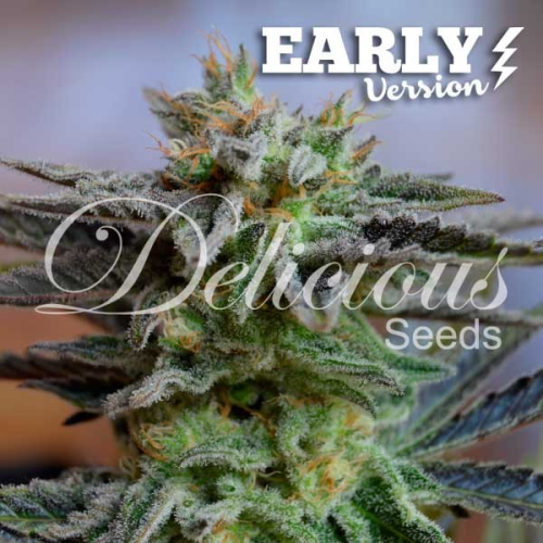 Delicious Seeds - Sugar Black Rose Early Version