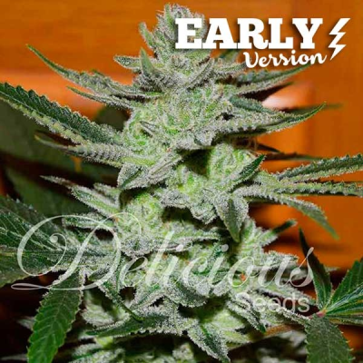 Delicious Seeds - Unknown Kush Early Version