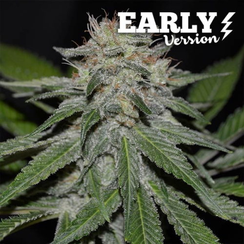 Delicious Seeds - Critical Neville Haze Early Version
