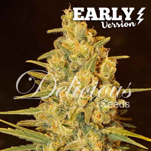 Delicious Seeds - Critical Sensi Star Early Version