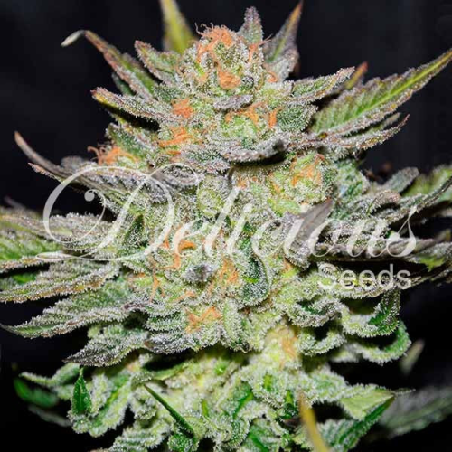 Delicious Seeds - Auto Blue Ace CBD