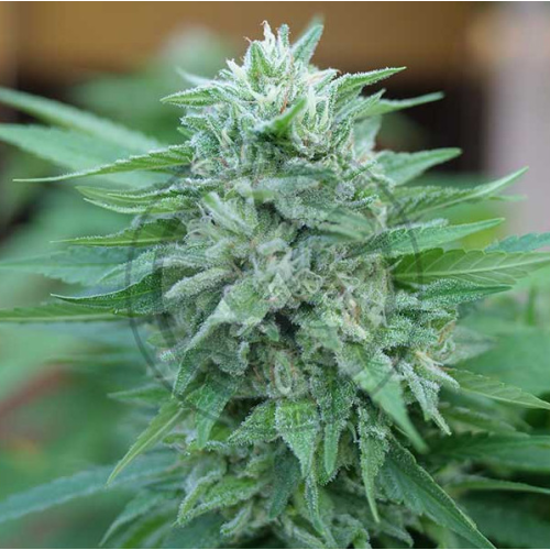 Delicious Seeds - Moby Delicious