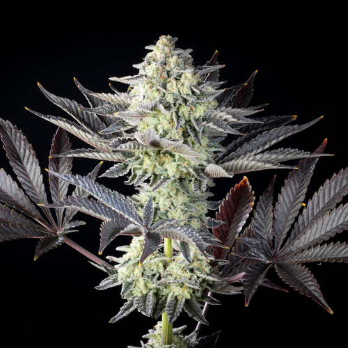 Kannabia Seeds - Zoap Rosé