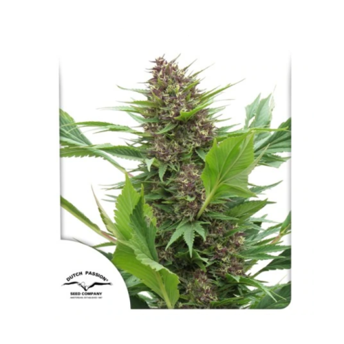 Dutch Passion - Frisian Duck