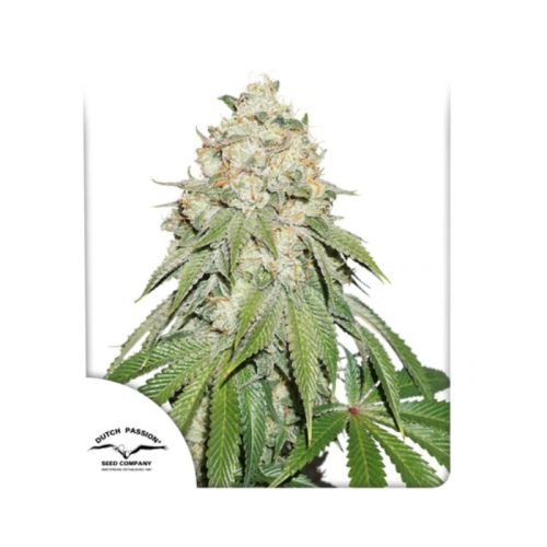 Dutch Passion - Banana Blaze