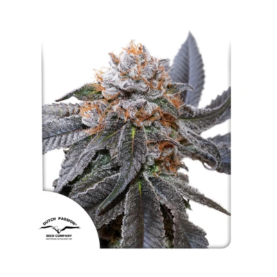 Dutch Passion - Blue Zushi