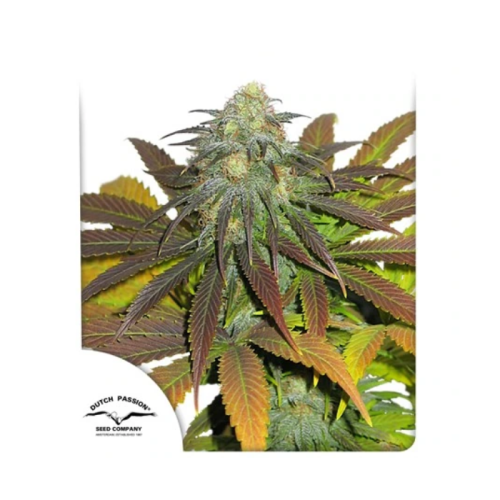 Dutch Passion - Californian Orange