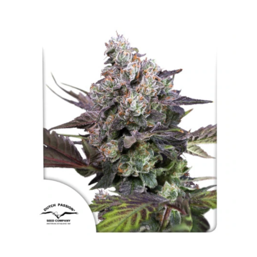 Dutch Passion - Candy Bubatz XL