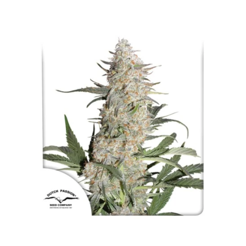 Dutch Passion - Critical Orange Punch