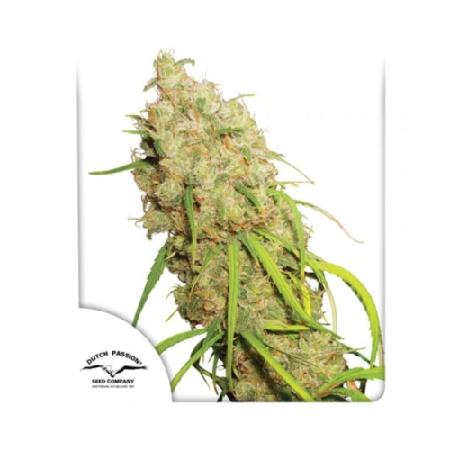 Dutch Passion - Desfran