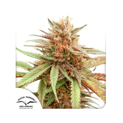 Dutch Passion - Durban Dew