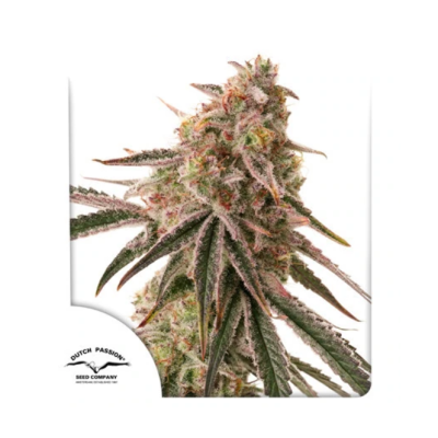 Dutch Passion - Frozen Biscotti