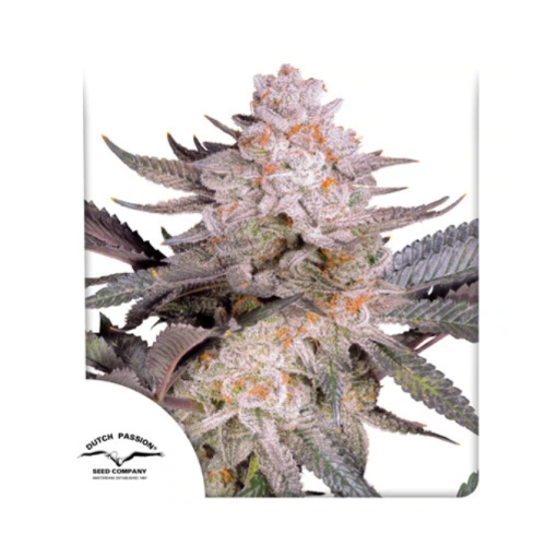 Dutch Passion - Orange Bud 2.0
