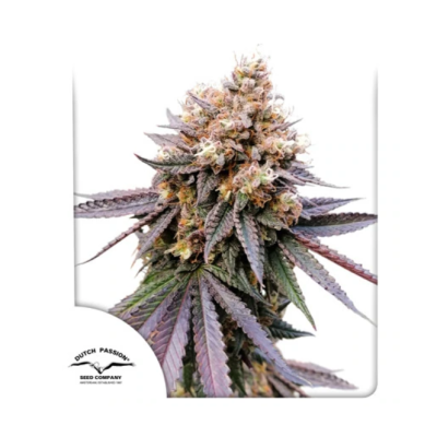 Dutch Passion - GMO Fast