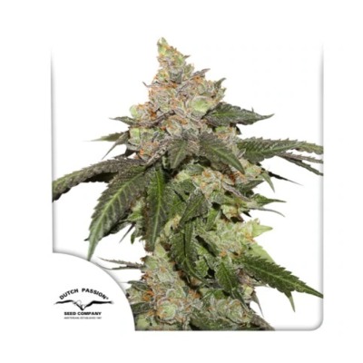 Dutch Passion - Kerosene Krash