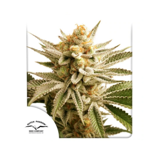 Dutch Passion - Lemon Z