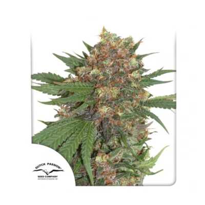 Dutch Passion - Master Kush