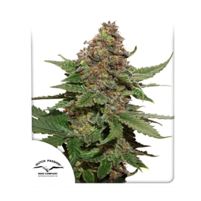 Dutch Passion - Strawberry Cough