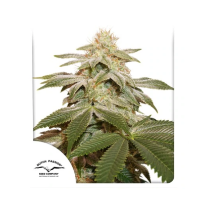 Dutch Passion - Sugar Bomb Punch