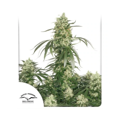 Dutch Passion - The Ultimate