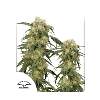 Dutch Passion - Pamir Gold