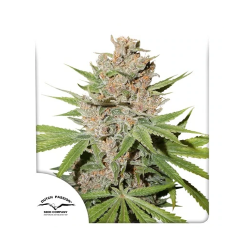 Dutch Passion - Passion Fruit