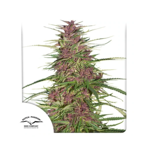 Dutch Passion - Purple #1 regular