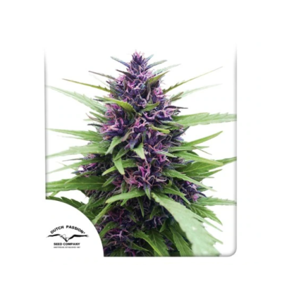 Dutch Passion - Shaman