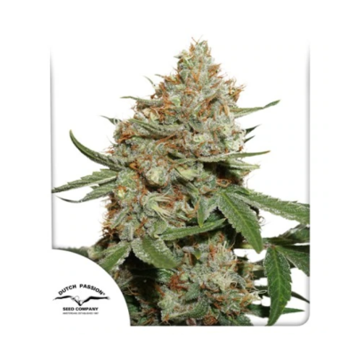 Dutch Passion - Skunk #11