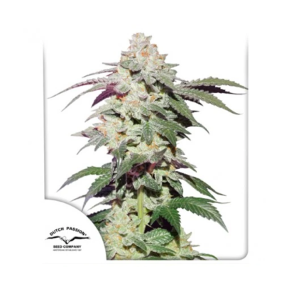 Dutch Passion - Skywalker Haze