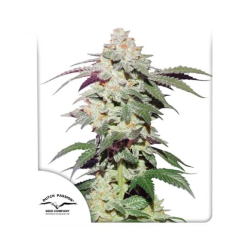 Dutch Passion - Skywalker Haze