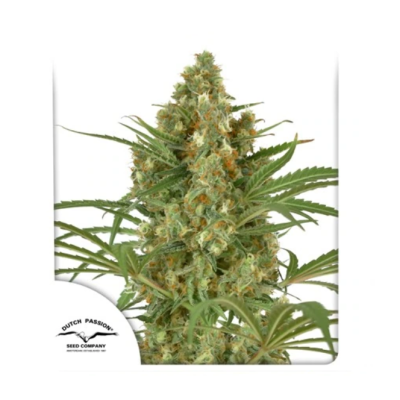 Dutch Passion - Snow Bud