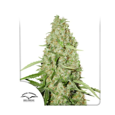 Dutch Passion - Think Fast